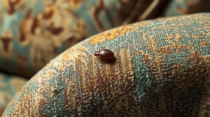 How do bed bugs die naturally