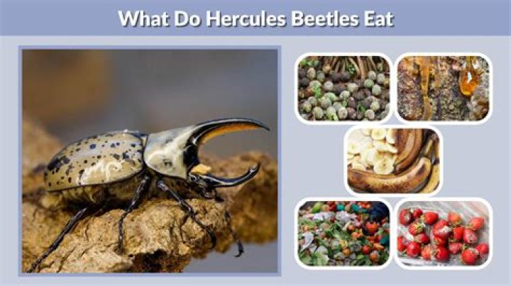 How do beetles eat