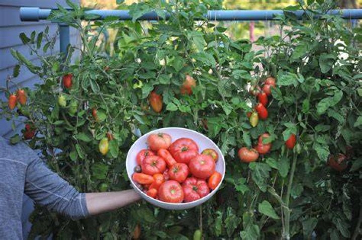 How do Celebrity tomatoes grow
