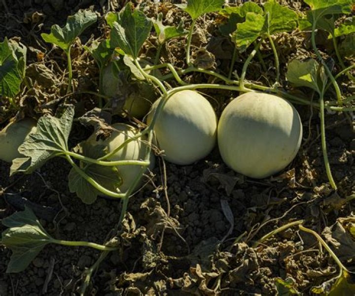 How do Chinese winter melons grow