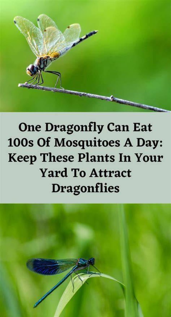 How do dragonflies kill their prey