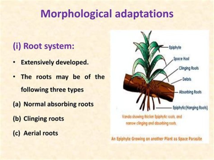 How do epiphytes grow