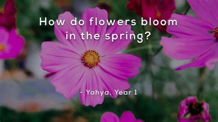 How do flowers bloom in the spring