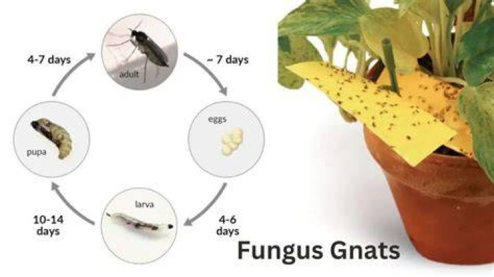 How do gnats appear