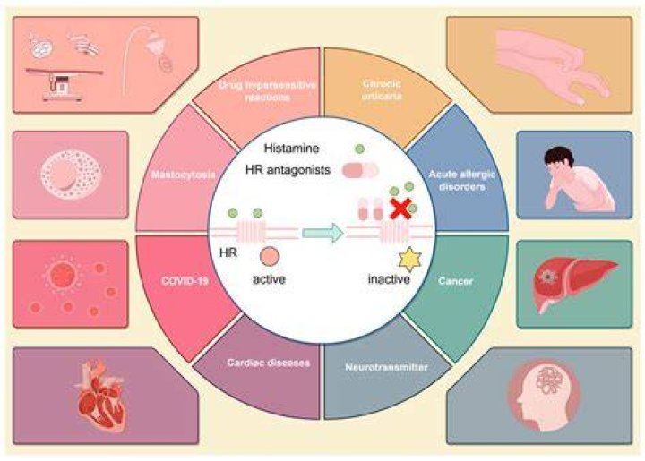 How do h1 receptor antagonists work
