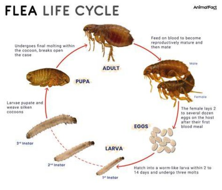How do I control fleas outside