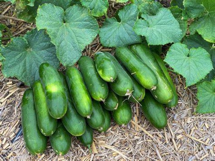 How do I identify a cucumber plant