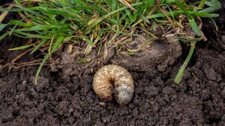 How do I identify a grub
