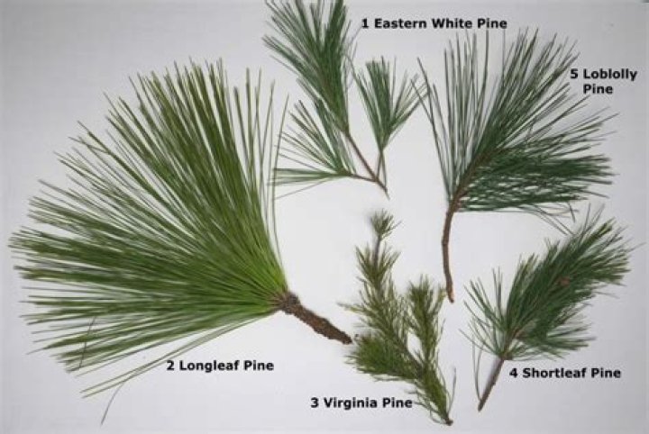 How do I identify a Torrey pine
