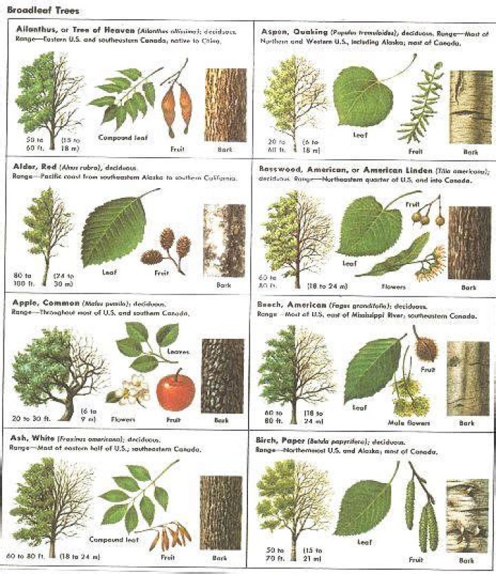 How do I identify a tree by its leaves