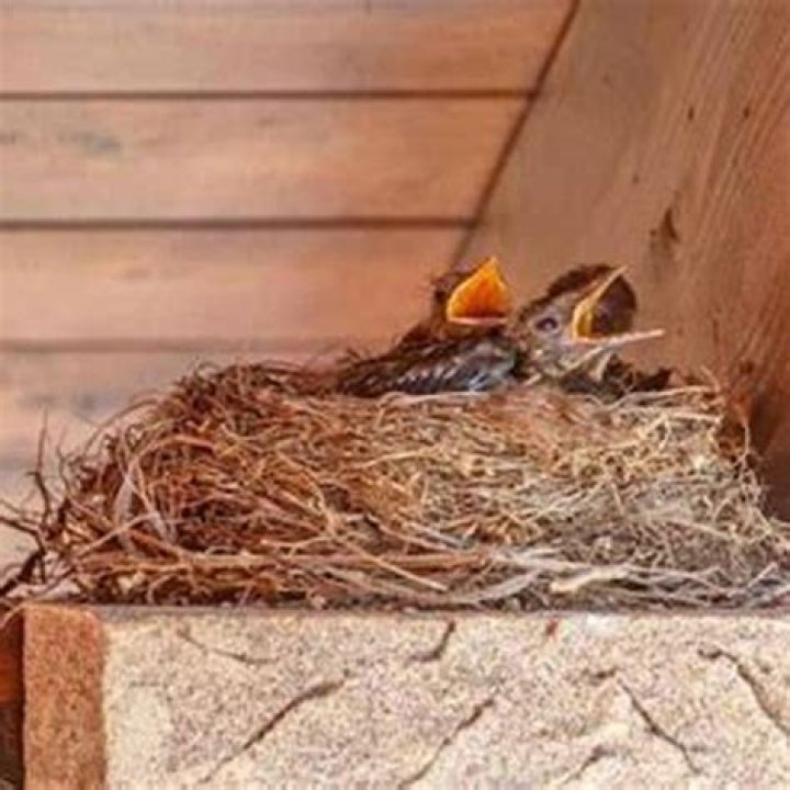 How do I keep birds from nesting