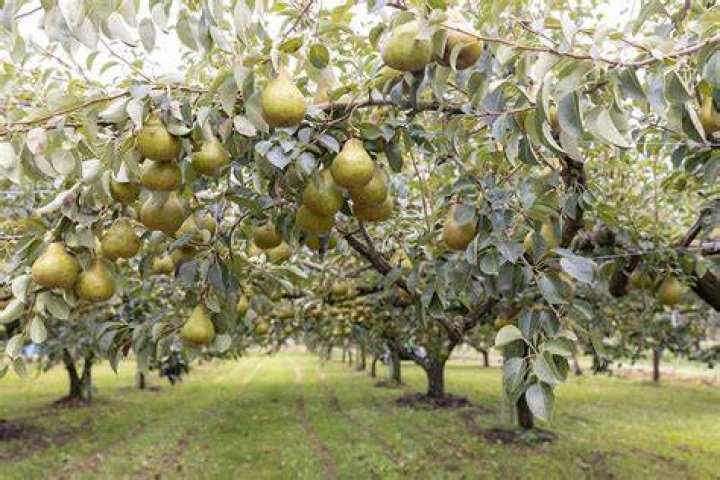 How do I keep my pear tree healthy