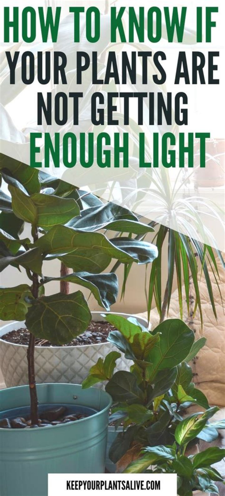 How do I know if my plants are getting enough light