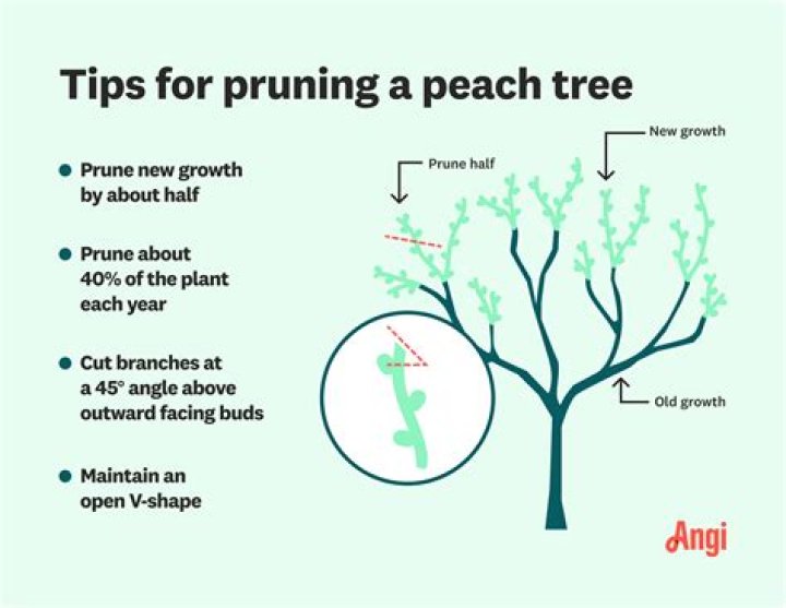 How do I prune a Hemlock