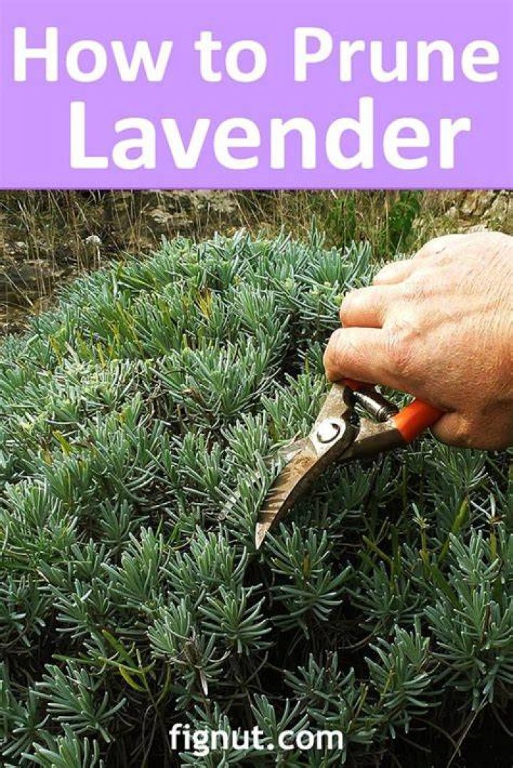 How do I prune a lavender bush