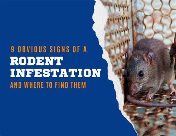 How do I report a rodent infestation