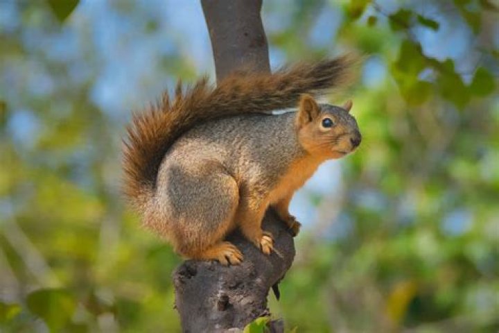 How do I run SQuirreL client on Mac