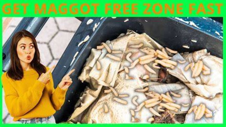 How do maggots get into your home