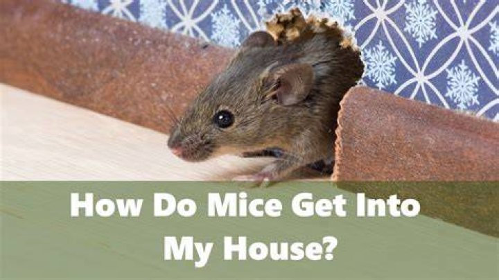 How do mice get in the house