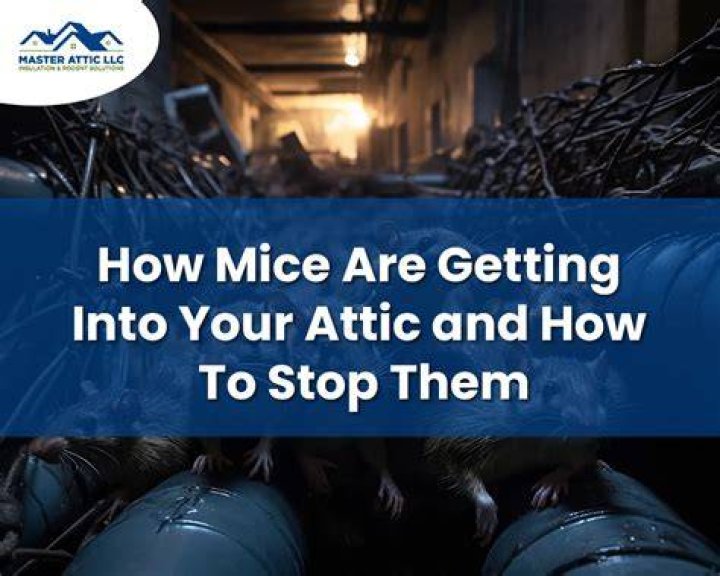 How do mice get into the attic