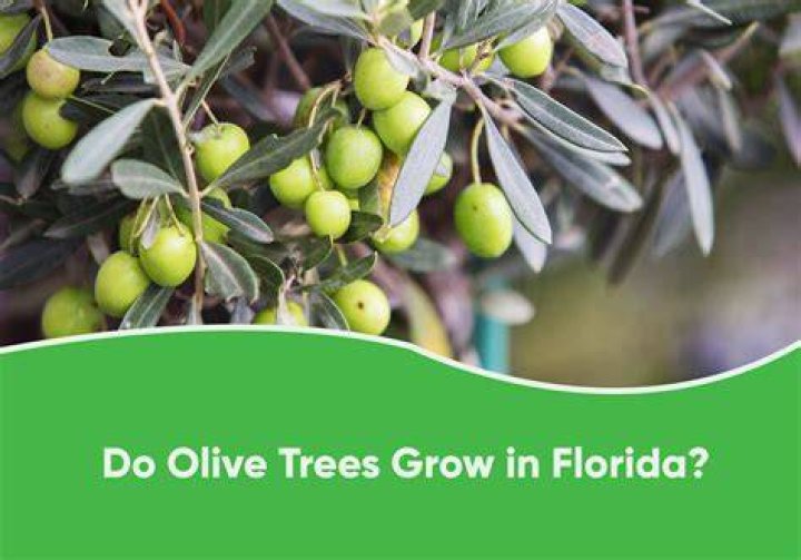 How do olive trees grow