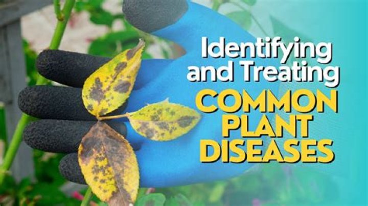 How do plants get diseases