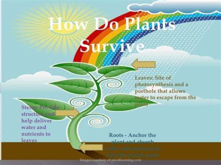 How do plants live and survive