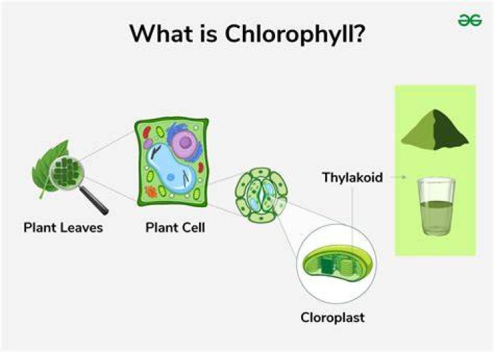 How do plants lose chlorophyll