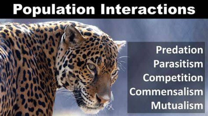 How do predation and competition affect population size