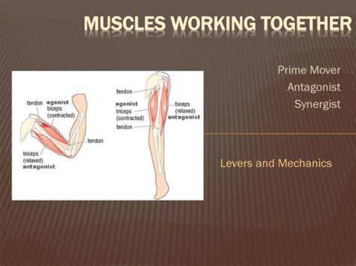 How do prime movers and antagonists work together