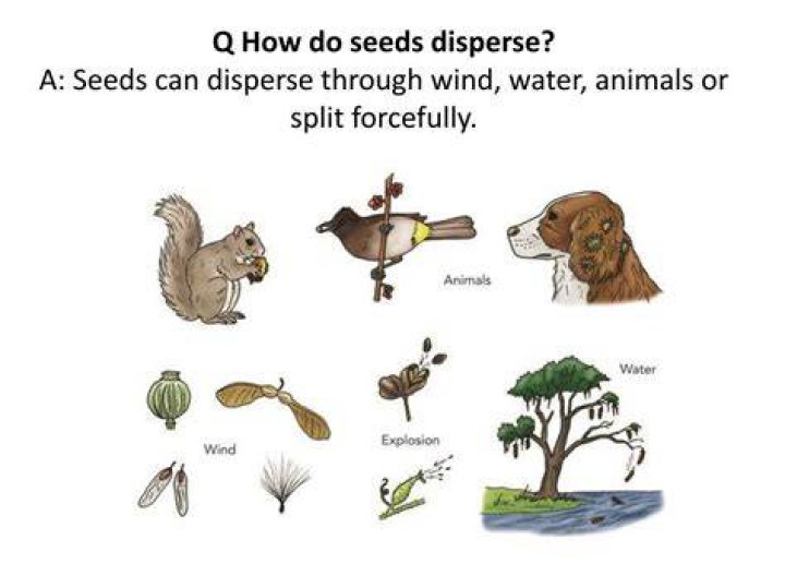 How do seeds disperse