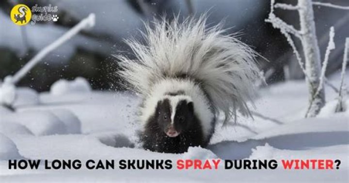 How do skunks spray you