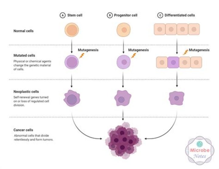 How do somatic cells replicate