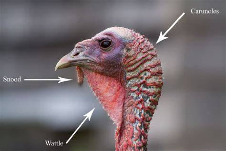 How do turkeys get pregnant