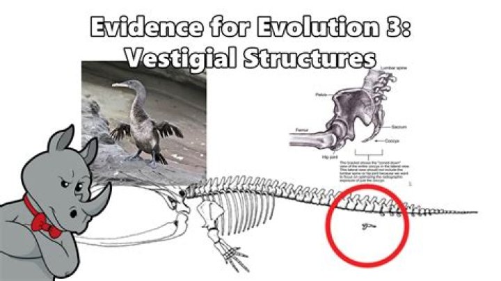 How do vestigial structures provide evidence for evolution
