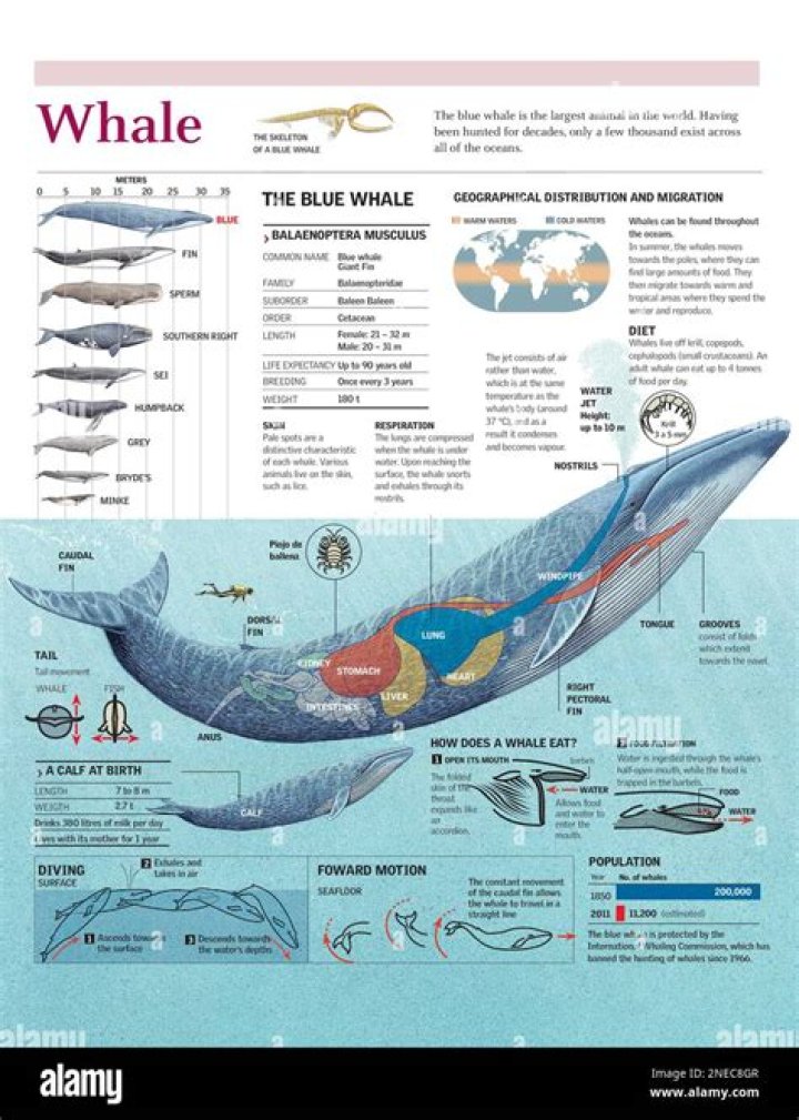 How do whales usually die