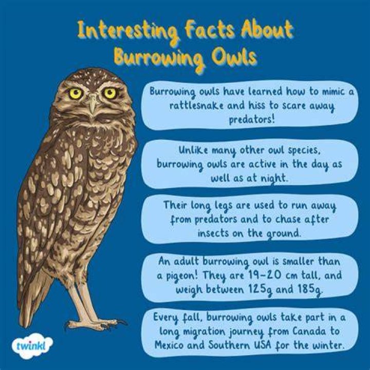 How do you attract burrowing owls