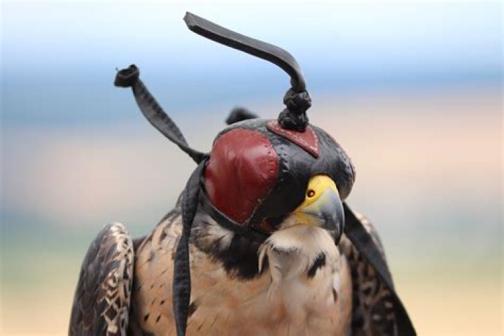 How do you become a falconry