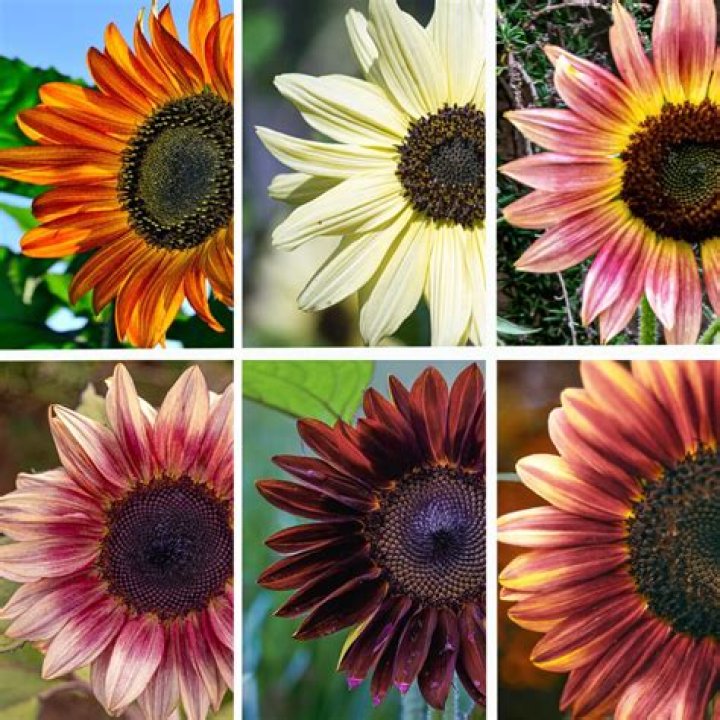 How do you brace sunflowers