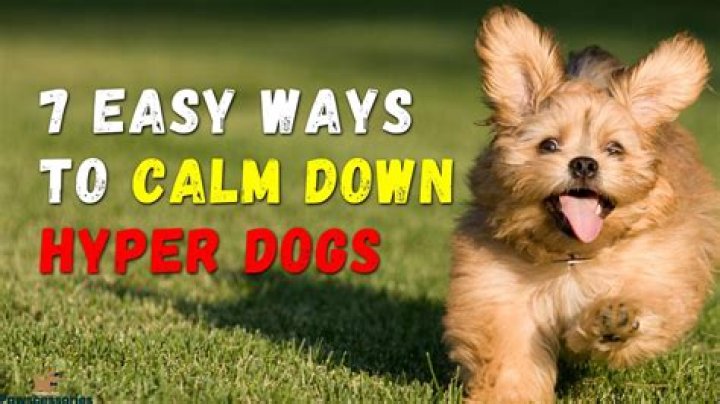 How do you calm down a hyper Shih Tzu