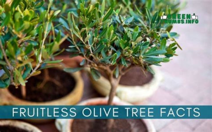 How do you care for a fruitless olive tree