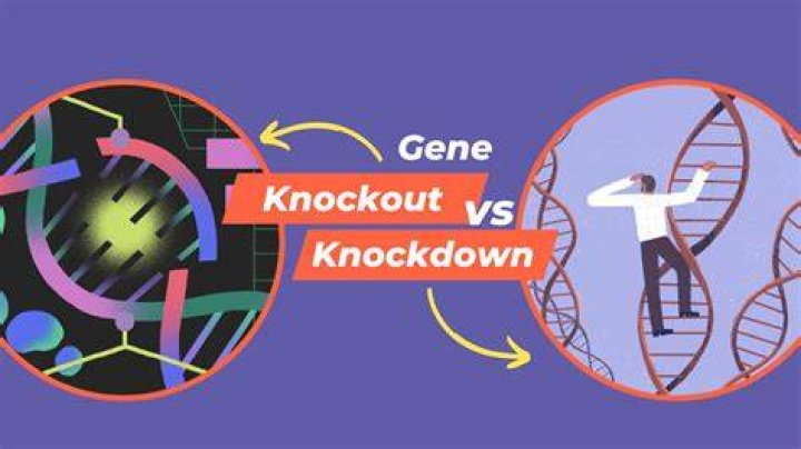 How do you confirm gene knockout