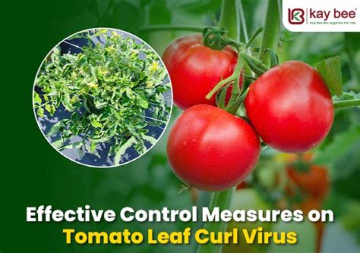 How do you control tomato virus