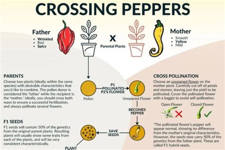 How do you crossbreed peppers