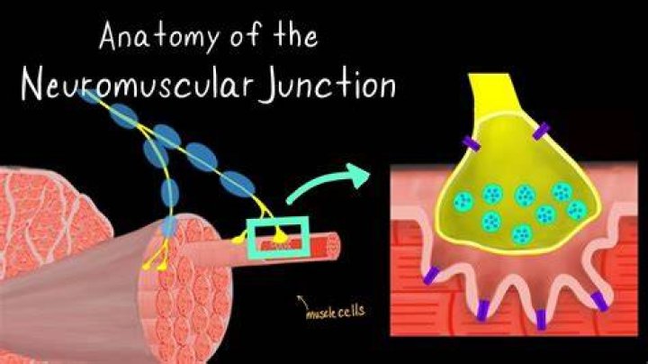 How do you draw a neuromuscular junction