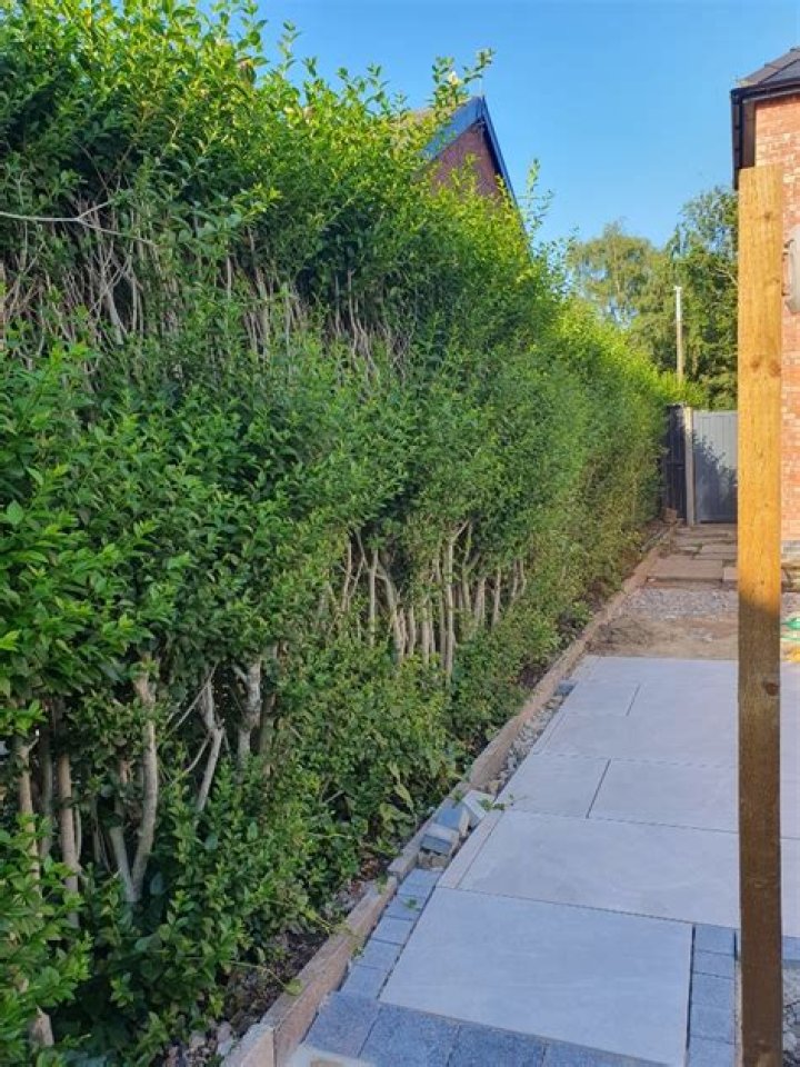 How do you fertilize Ligustrum hedges
