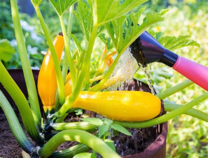 How do you fertilize zucchini