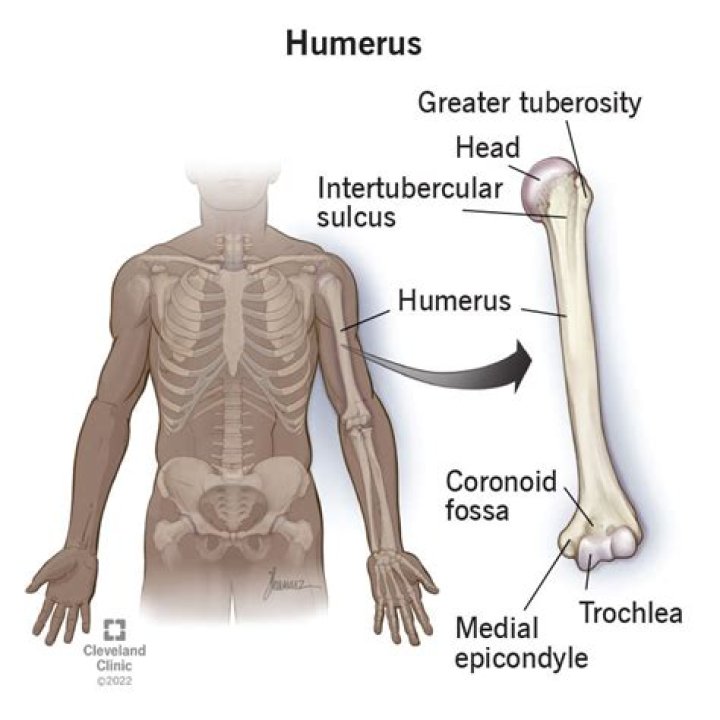 How do you find the humerus