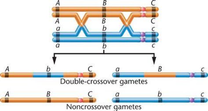 How do you find the observed double crossover