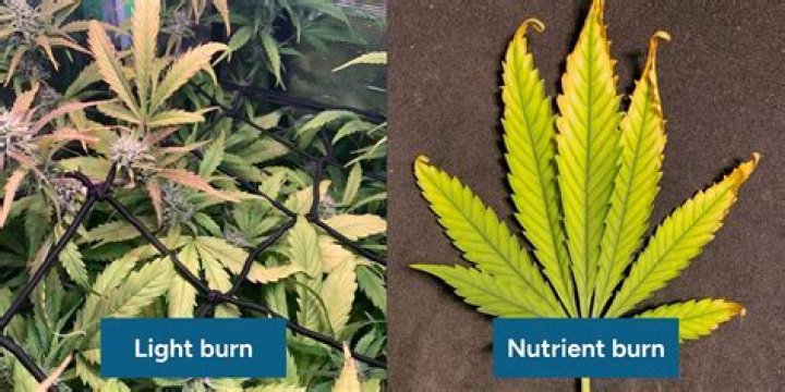 How do you fix a nutrient burn